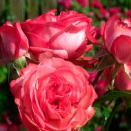 Роза плетистая Антик в контейнере